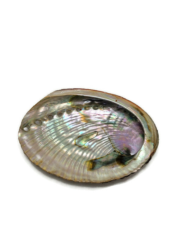 Abalone Shell for Smudging